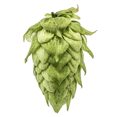Photo of Centennial hop cones