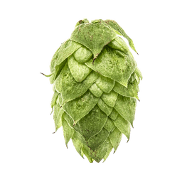 Photo of CTZ hop cones