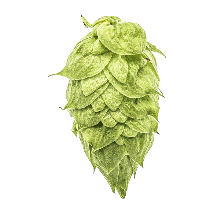 Photo of Ekuanot® Brand hop cones