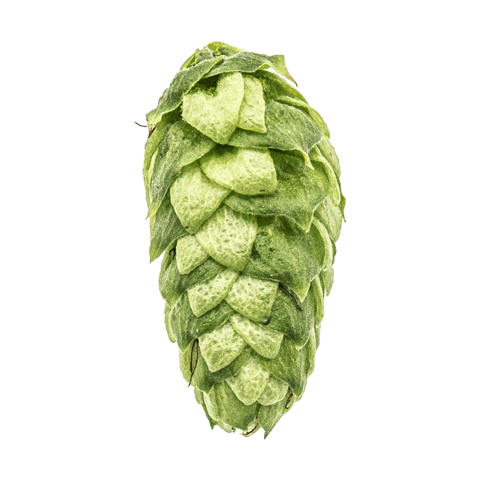 Photo of Loral® Brand hop cones