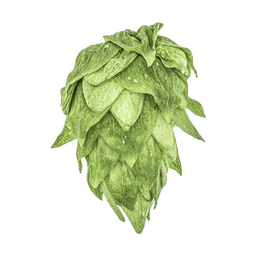 Photo of Krush® Brand hop cones