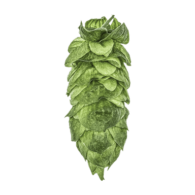 Photo of HBC 630 hop cones