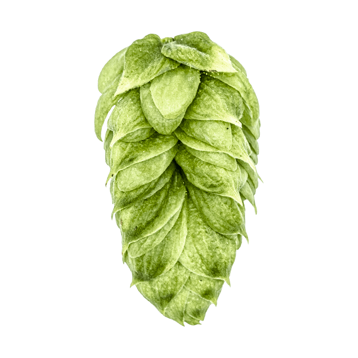 Photo of Talus® Brand hop cones