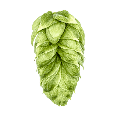 Photo of Talus® Brand hop cones