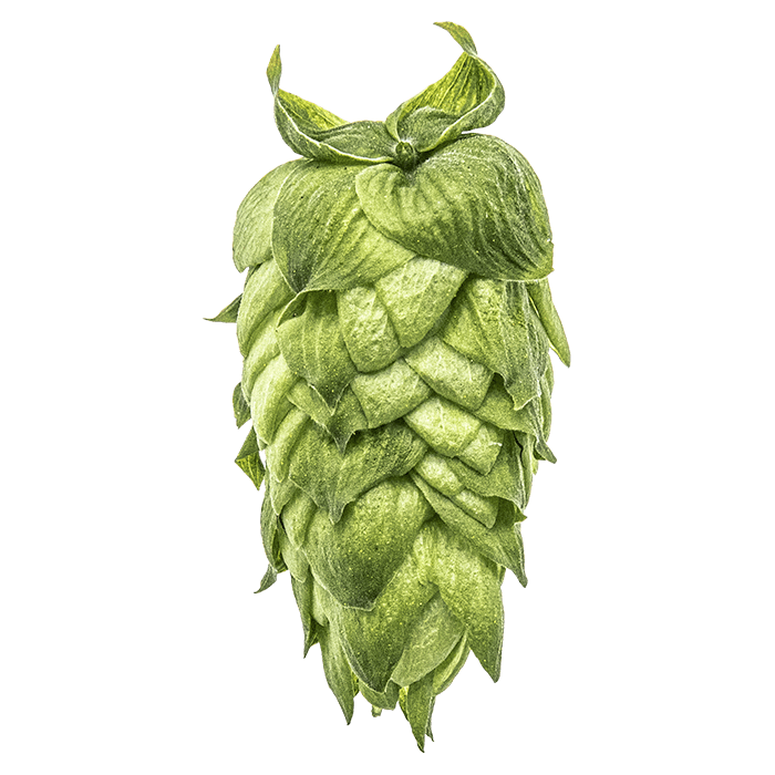 Photo of Idaho 7® Brand hop cones