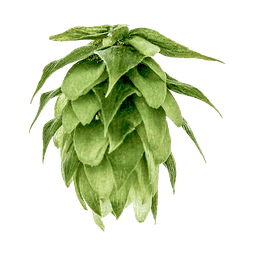 Photo of Liberty hop cones
