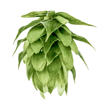 Photo of Liberty hop cones