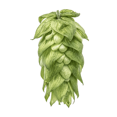 Photo of Magnum hop cones
