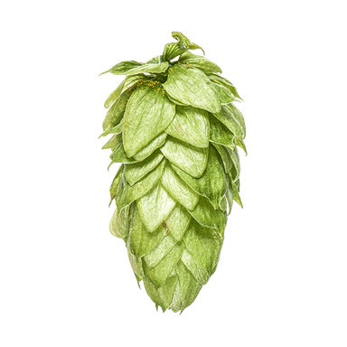 Photo of Motueka™ Brand - NZ Hops hop cones