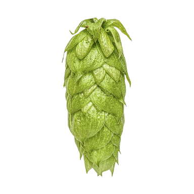Photo of Nelson Sauvin™  Brand - NZ Hops hop cones