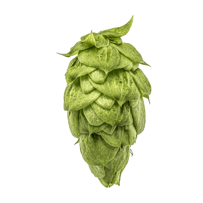 Photo of Nugget hop cones
