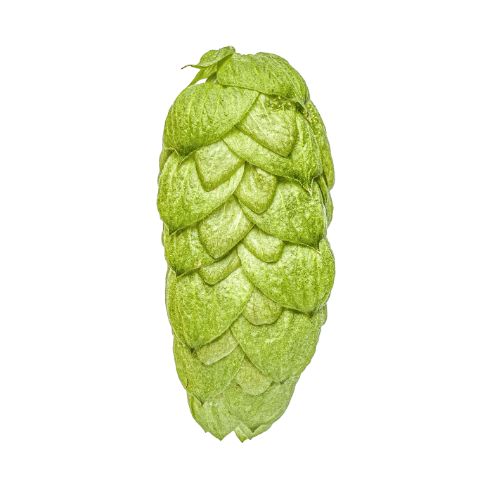 Photo of NZ Pacific Jade™ Brand hop cones