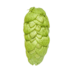 Photo of NZ Pacific Jade™ Brand hop cones