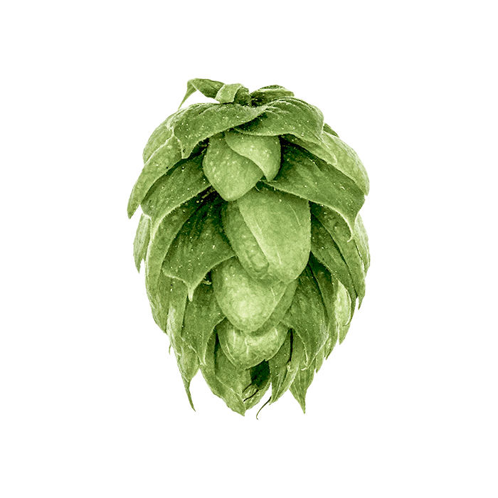 Photo of Sterling hop cones