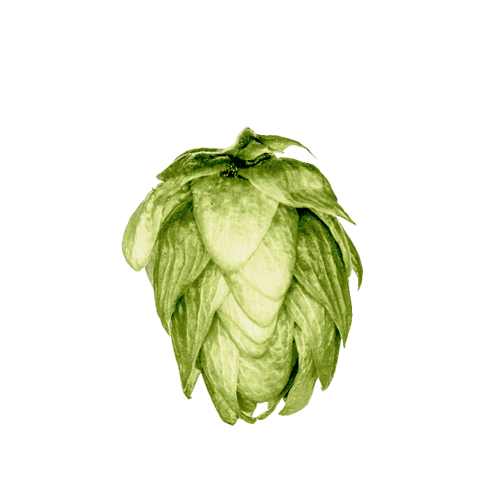 Photo of Tahoma hop cones