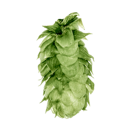 Photo of Vanguard hop cones
