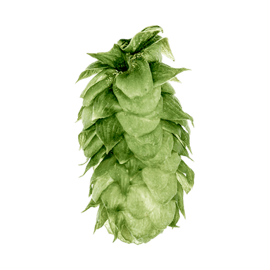 Photo of Vanguard hop cones
