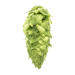 Photo of Warrior® Brand hop cones