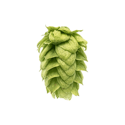 Photo of Willamette hop cones