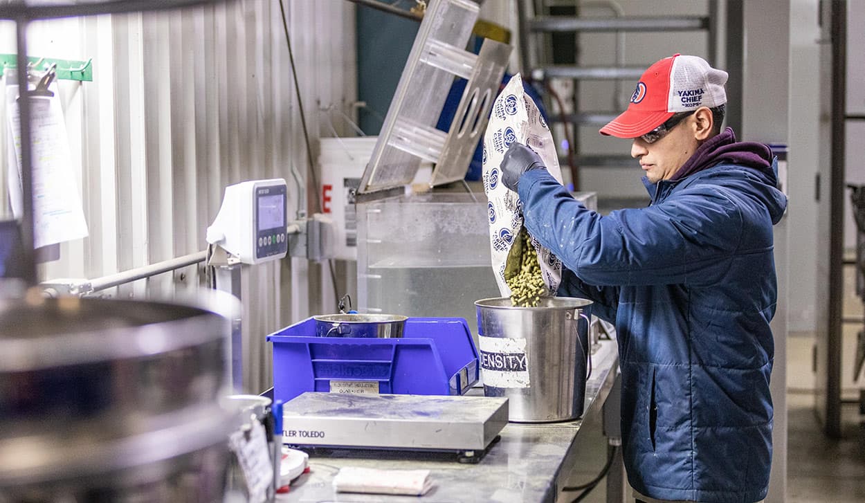 YCH Employee pours fresh hop pellet sample into bucket to inspect quality