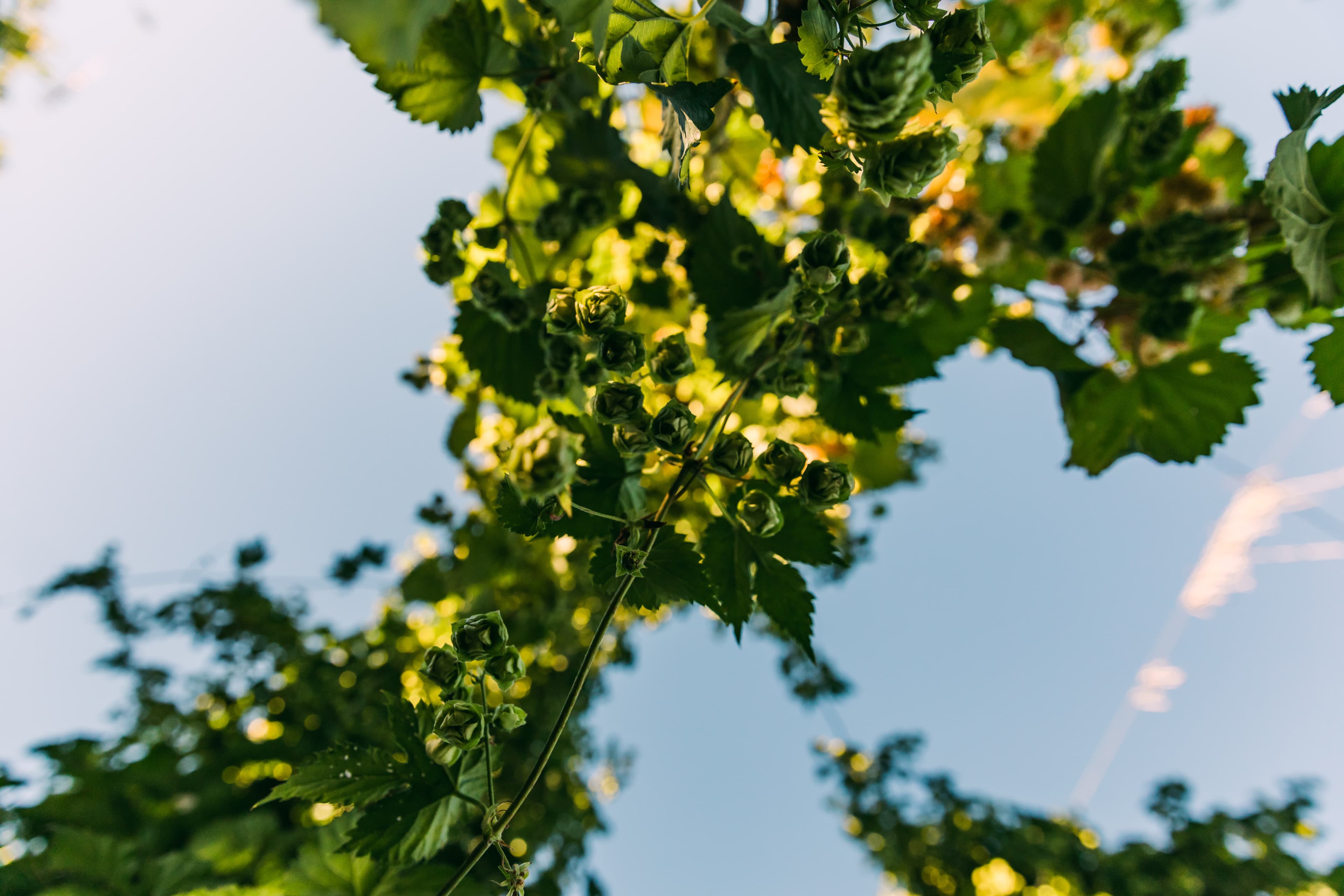 Hop cones on bine hang directly overhead with blue sky in background