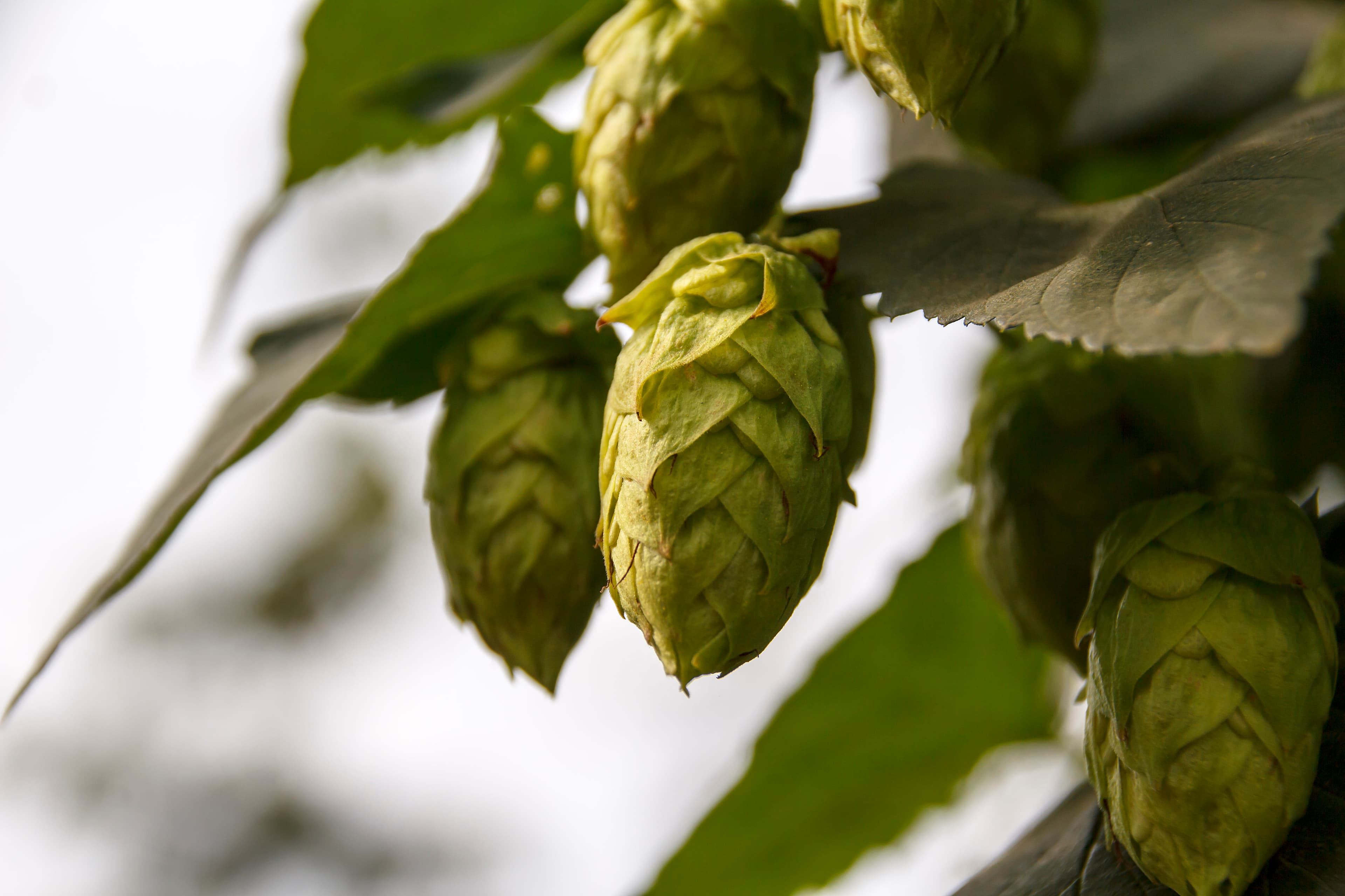 ahtanum hops