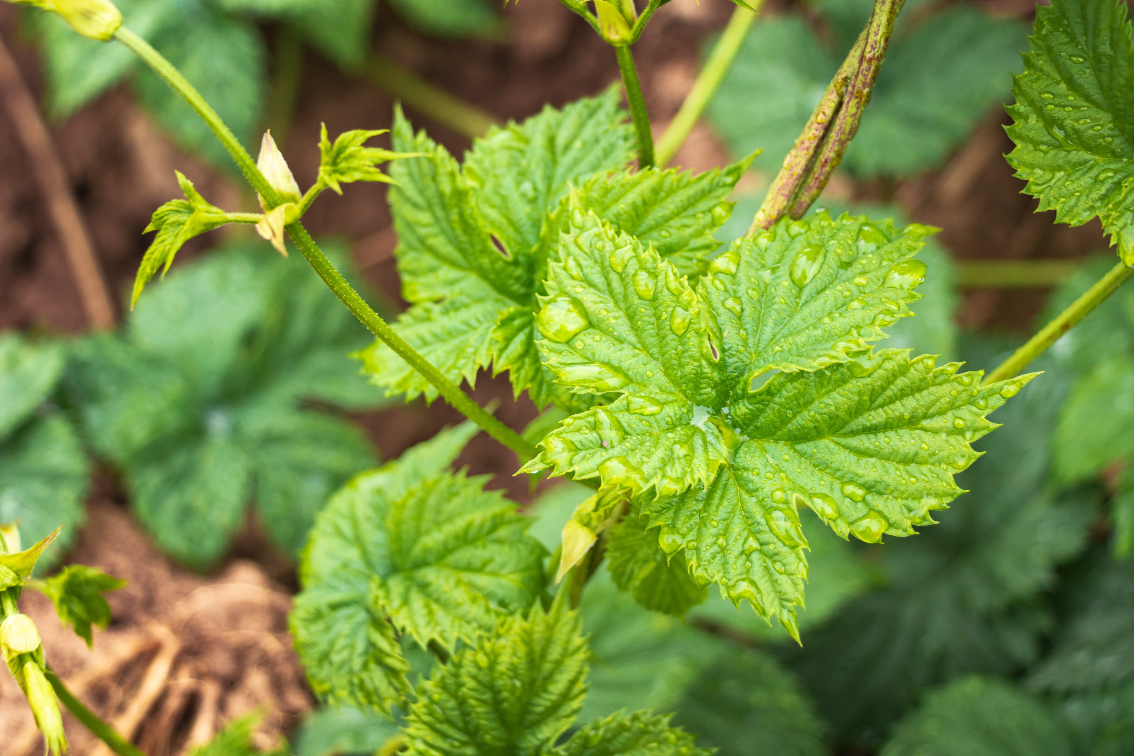 Green baby hop plants starting to climb the twine in a hop yard
