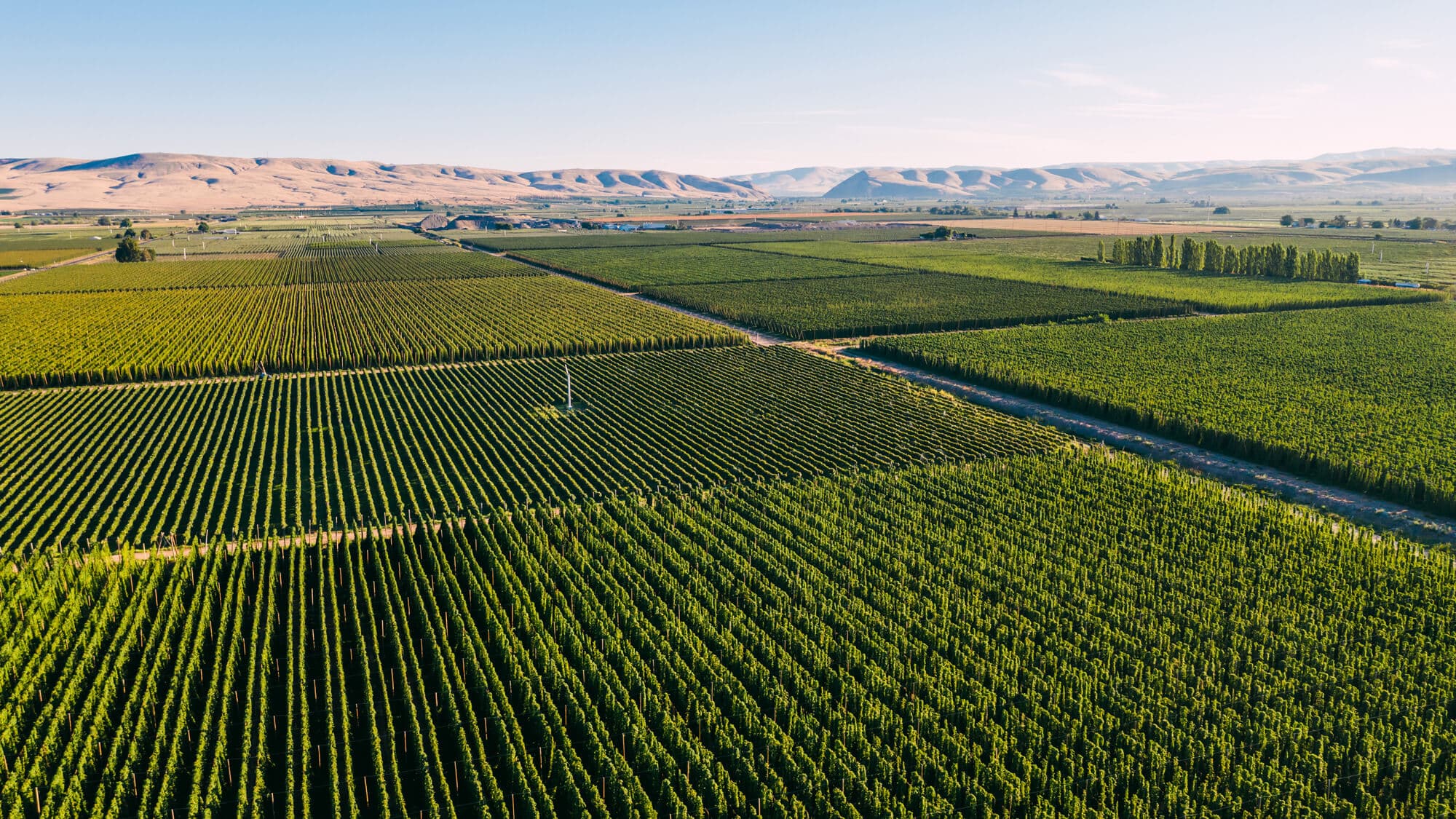Image of hop fields with hills in background