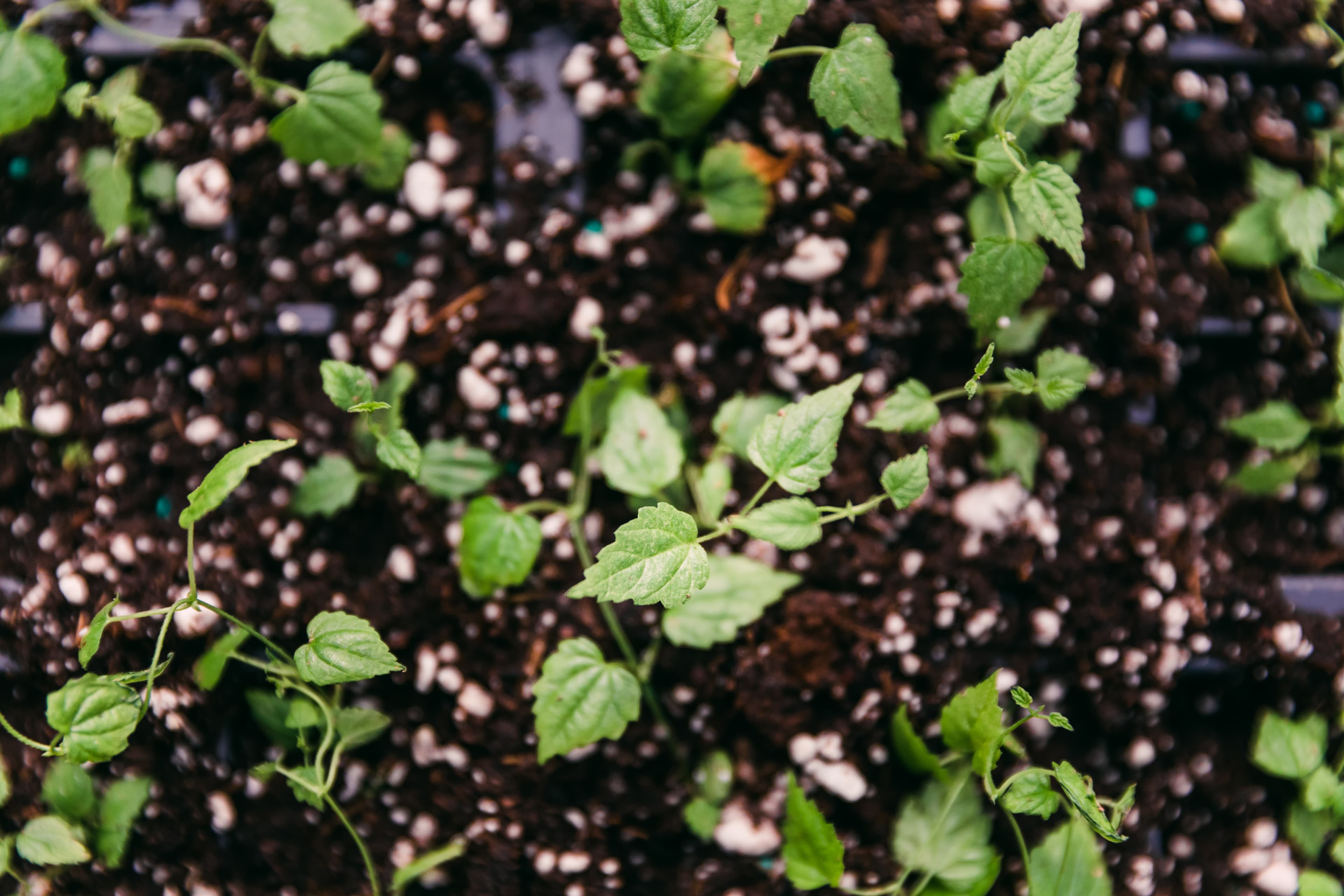 Hands dust pollen on hop burrs using paint brush
