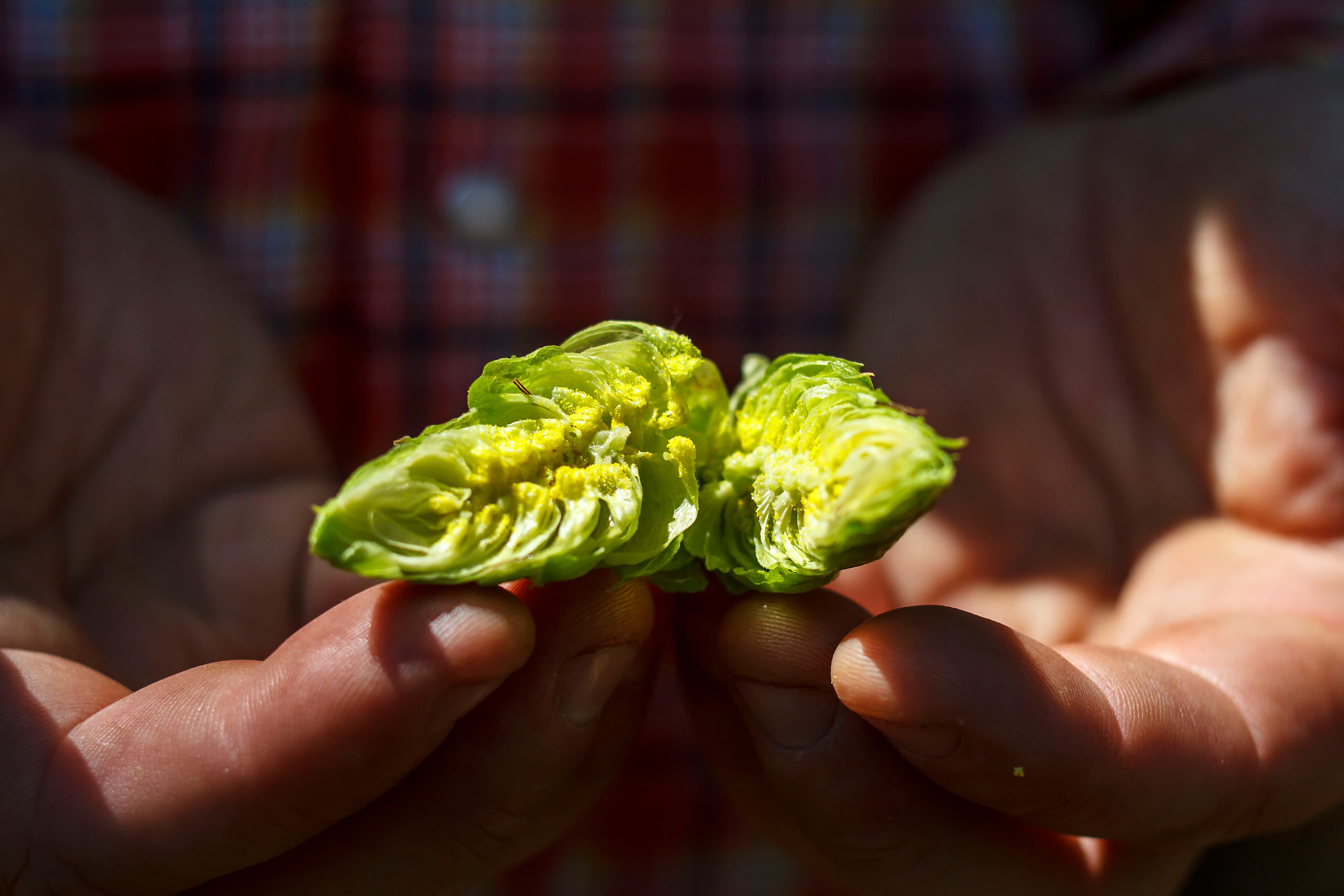 Farmer hands gently holding a green hop cone split in half to display yellow lupulin glands