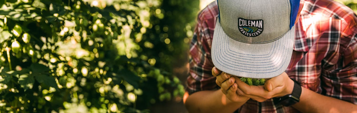 Grower smells handful of fresh grown hops
