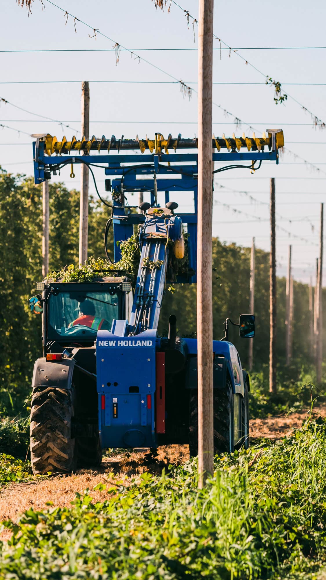 Image of a top cutter harvesting hop bines