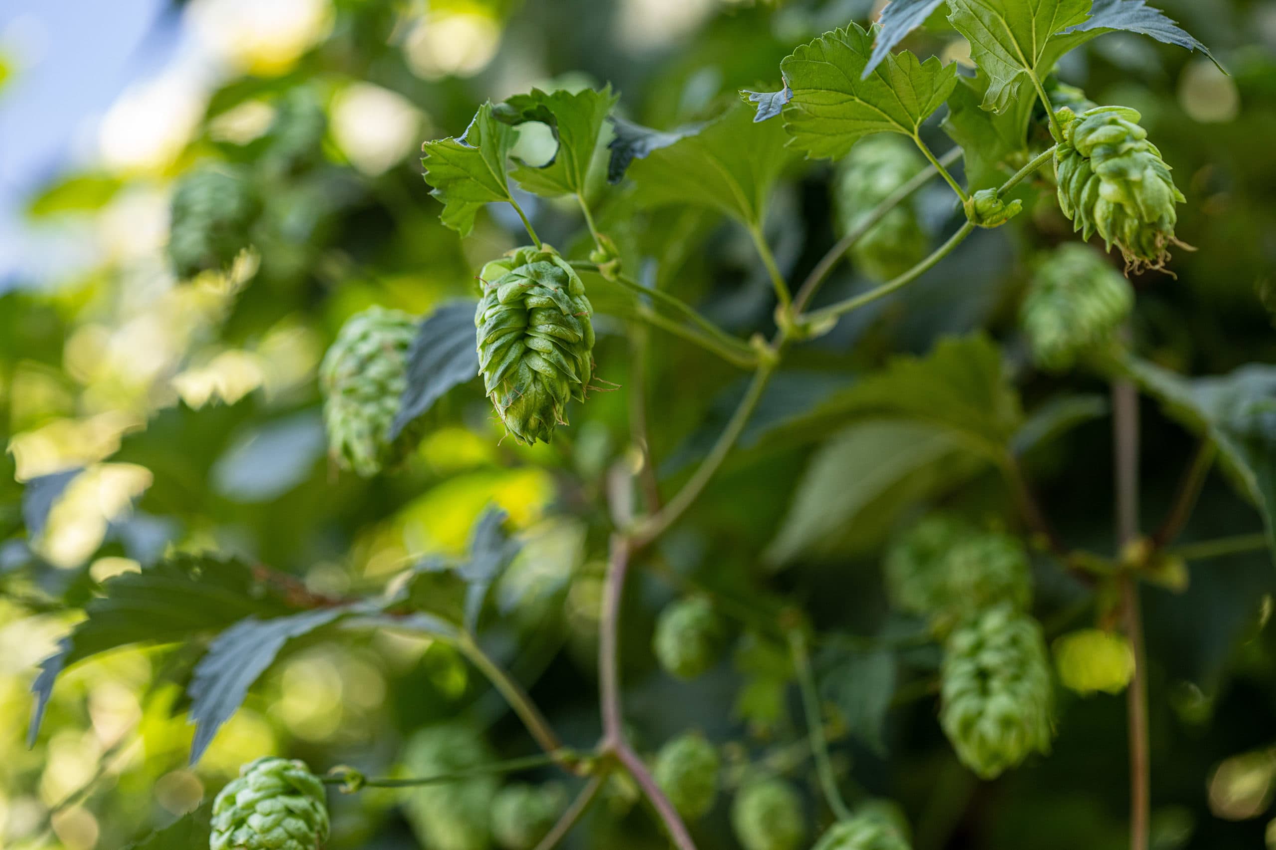 talus hops