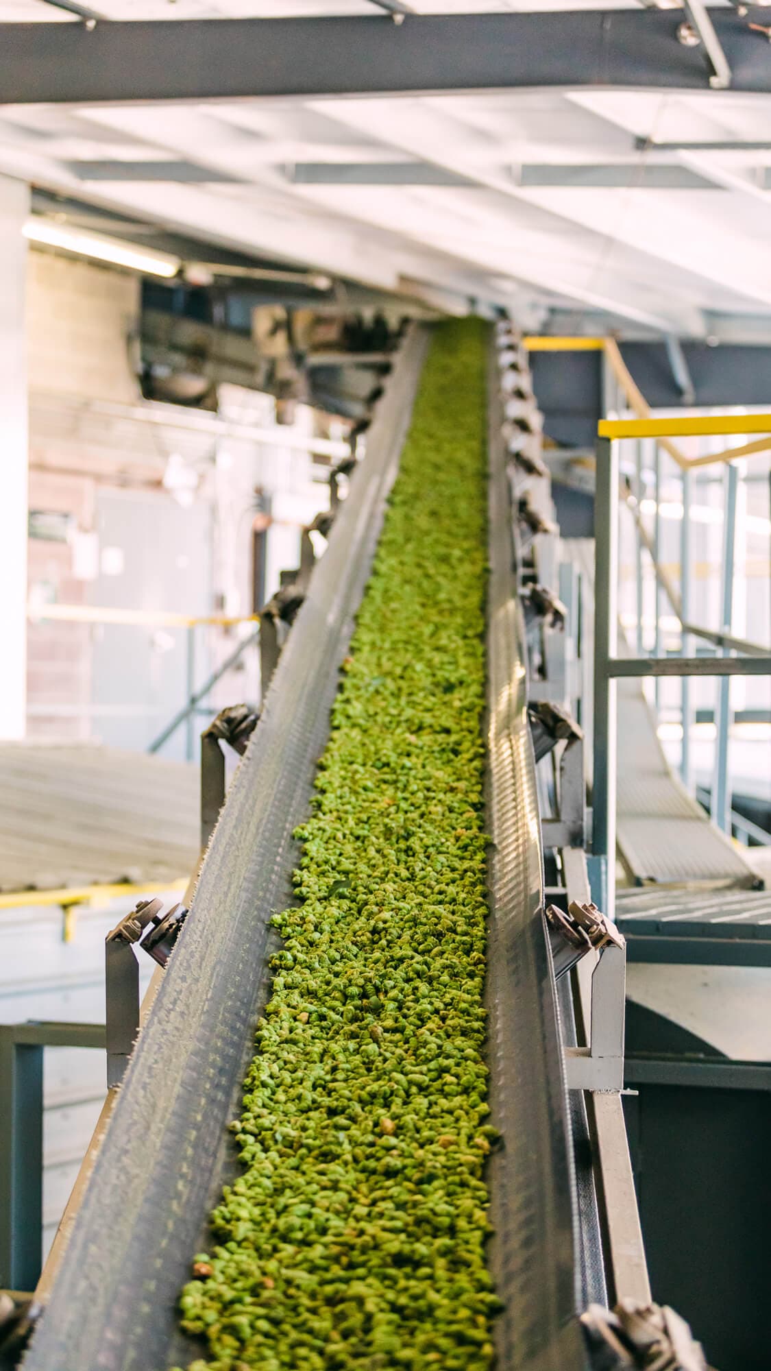 Image of hops on a conveyor belt of a hop picking machine