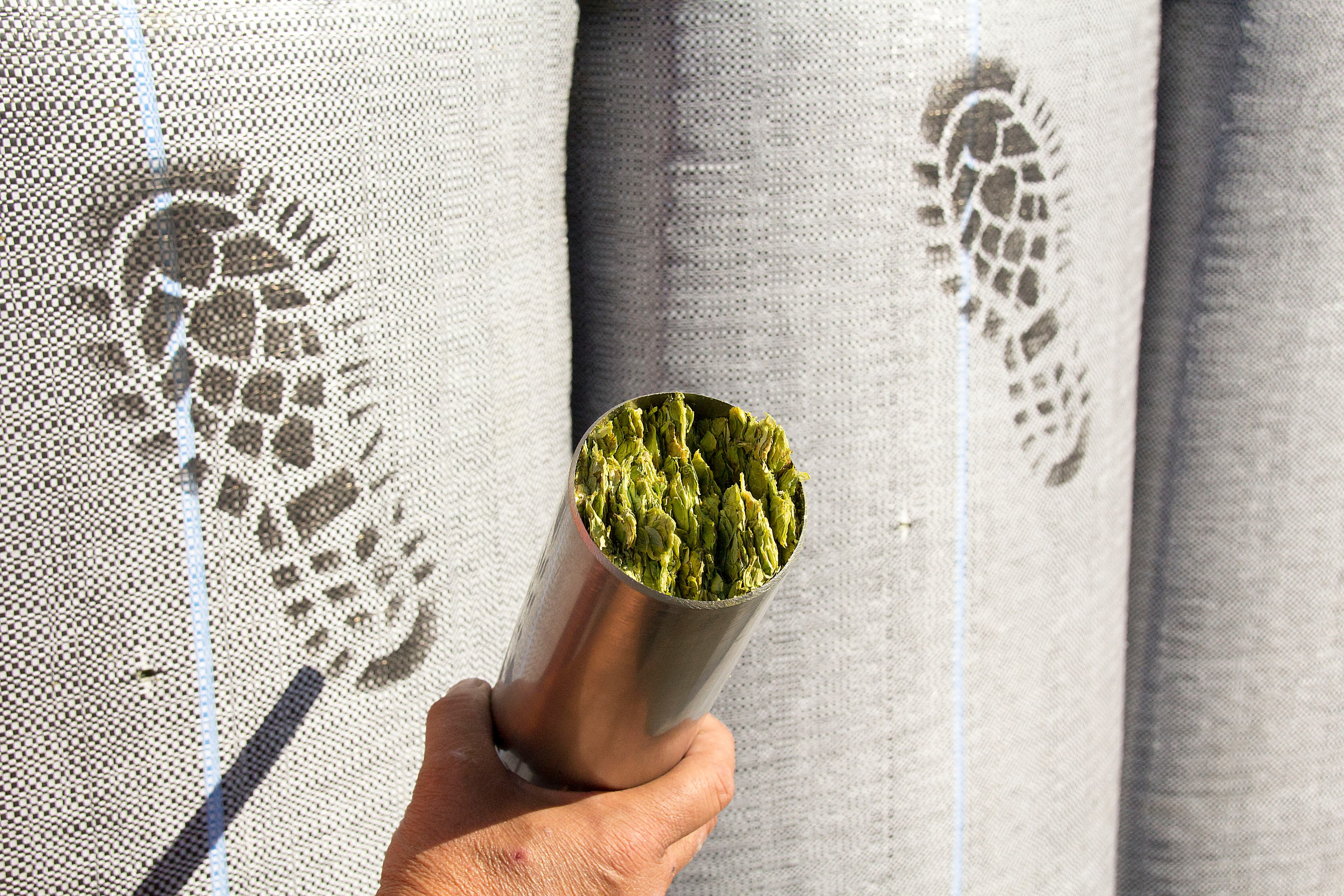 Core sample of hops with bale in background stamped with Footprints stamp