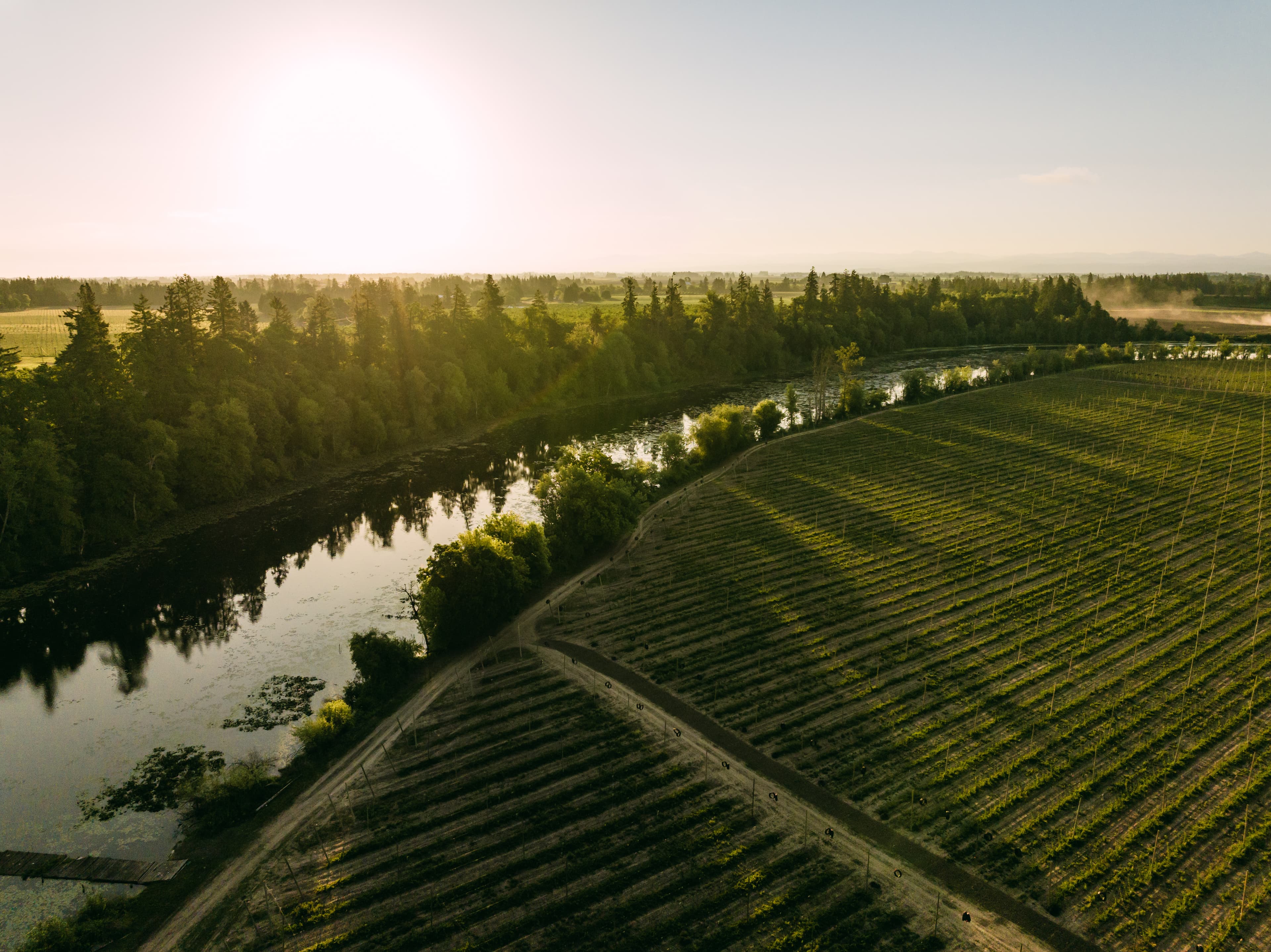 Aerial view of hop yards alongside river