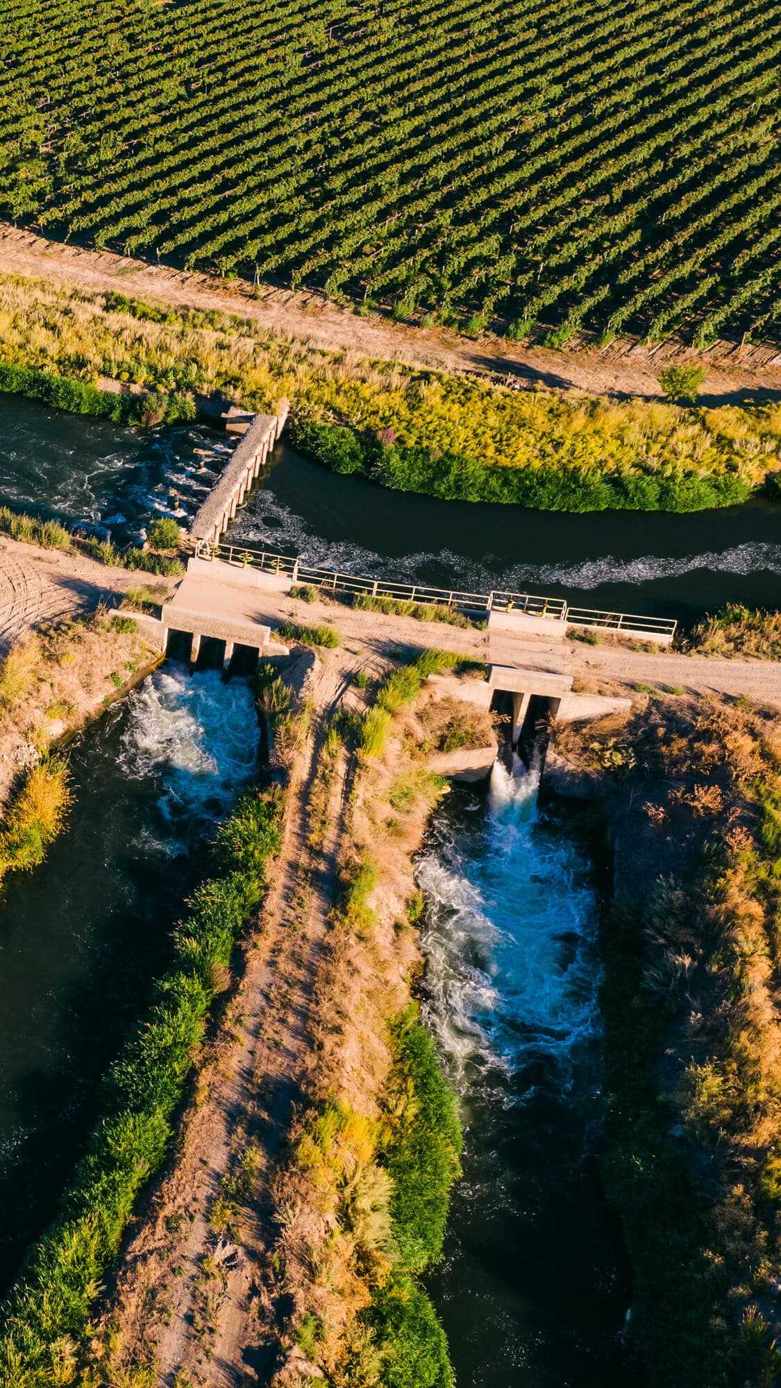 Image of irrigation canals next to hop fields