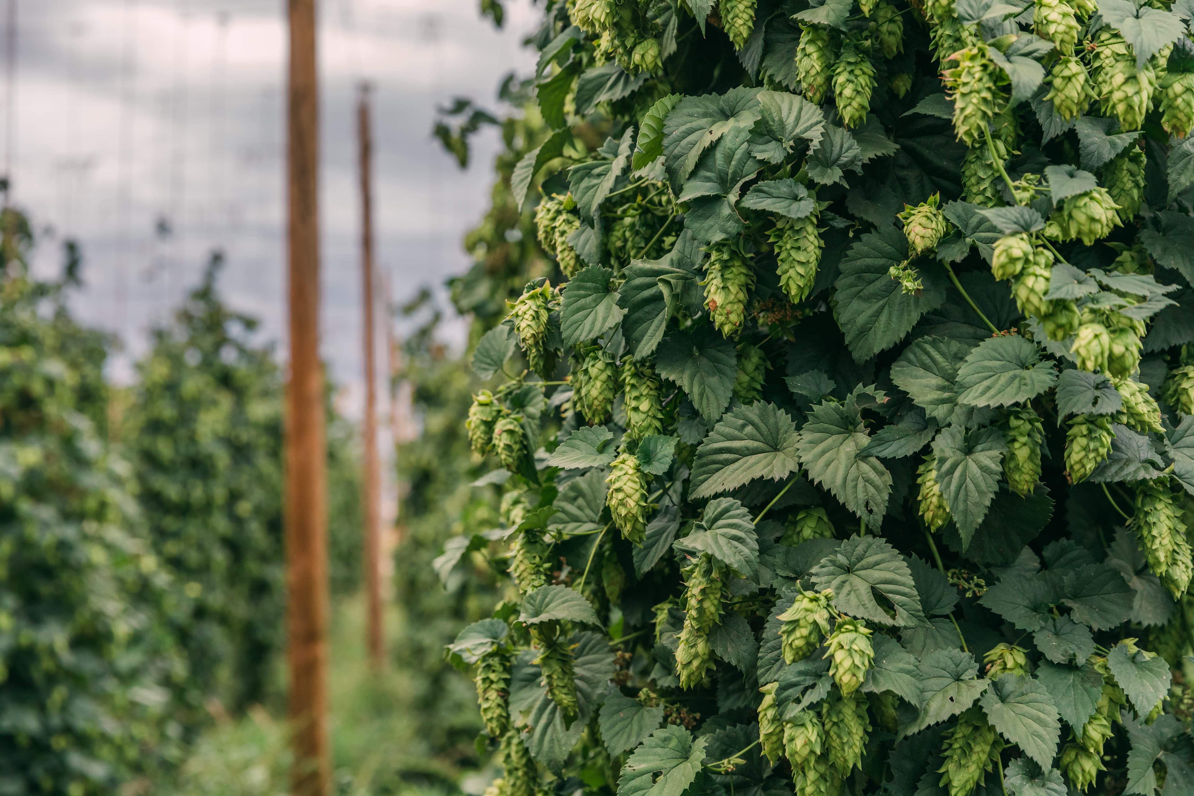 Organic hops hanging on a bine in a field