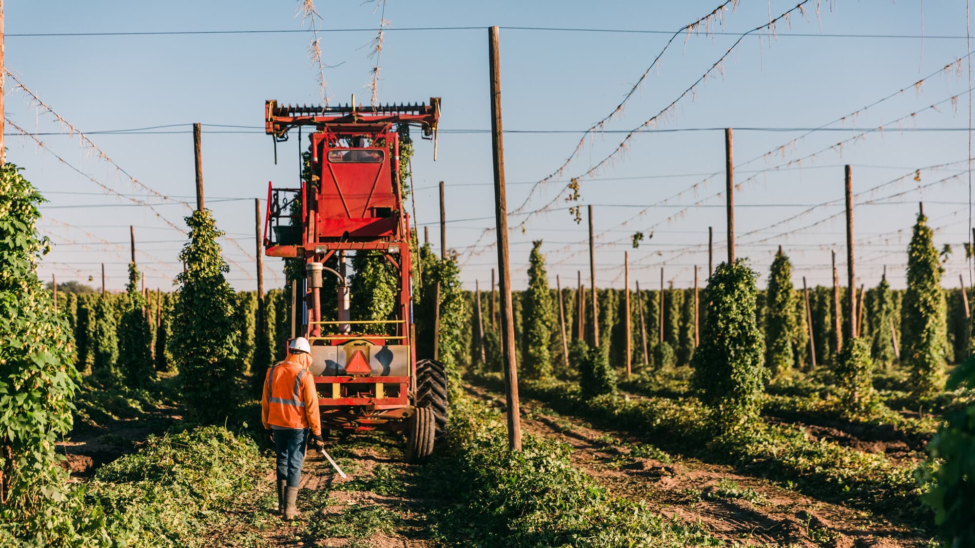 Image of a top cutter harvesting hop bines