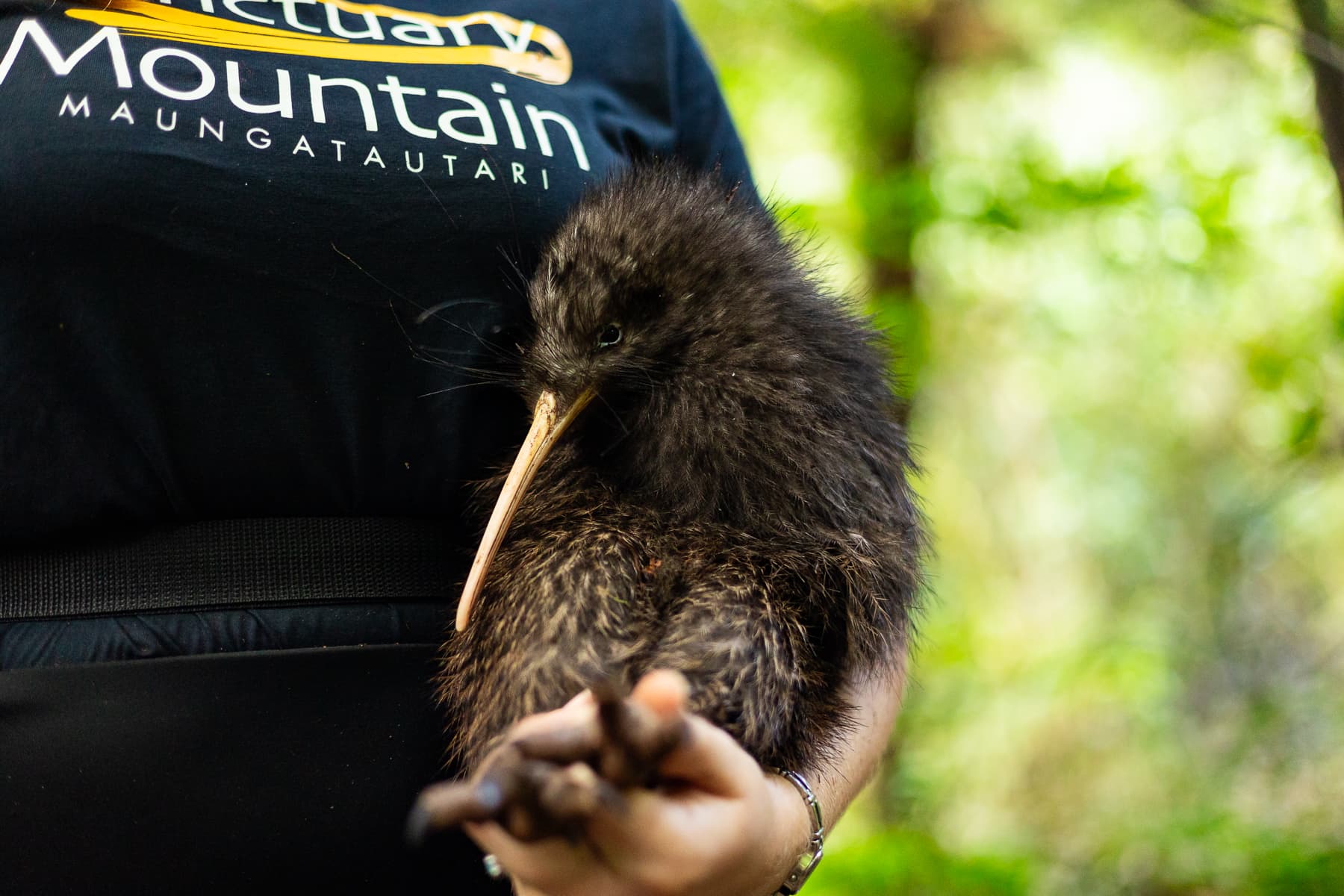 Kiwi_Translocation_Season_Health_Check_-_Sanctuary_Mouuntain_Maungatautari.jpg