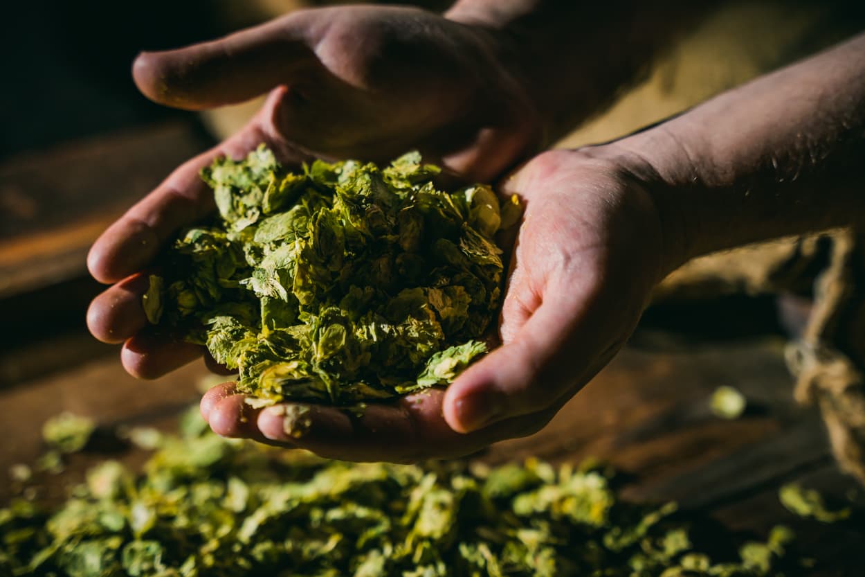 Whole leaf hops in hands