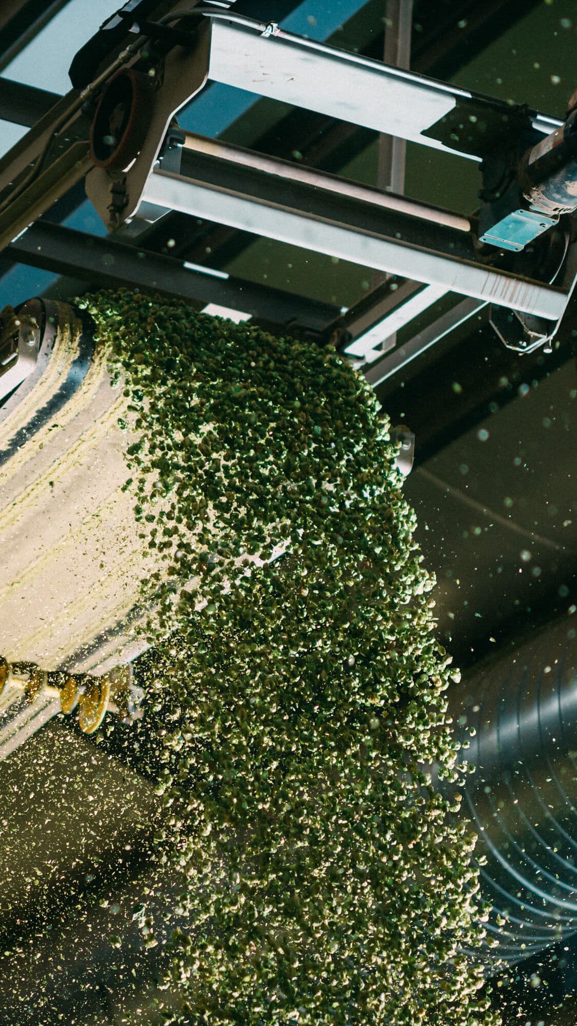 Image of hop cones cascading off of a harvest machine