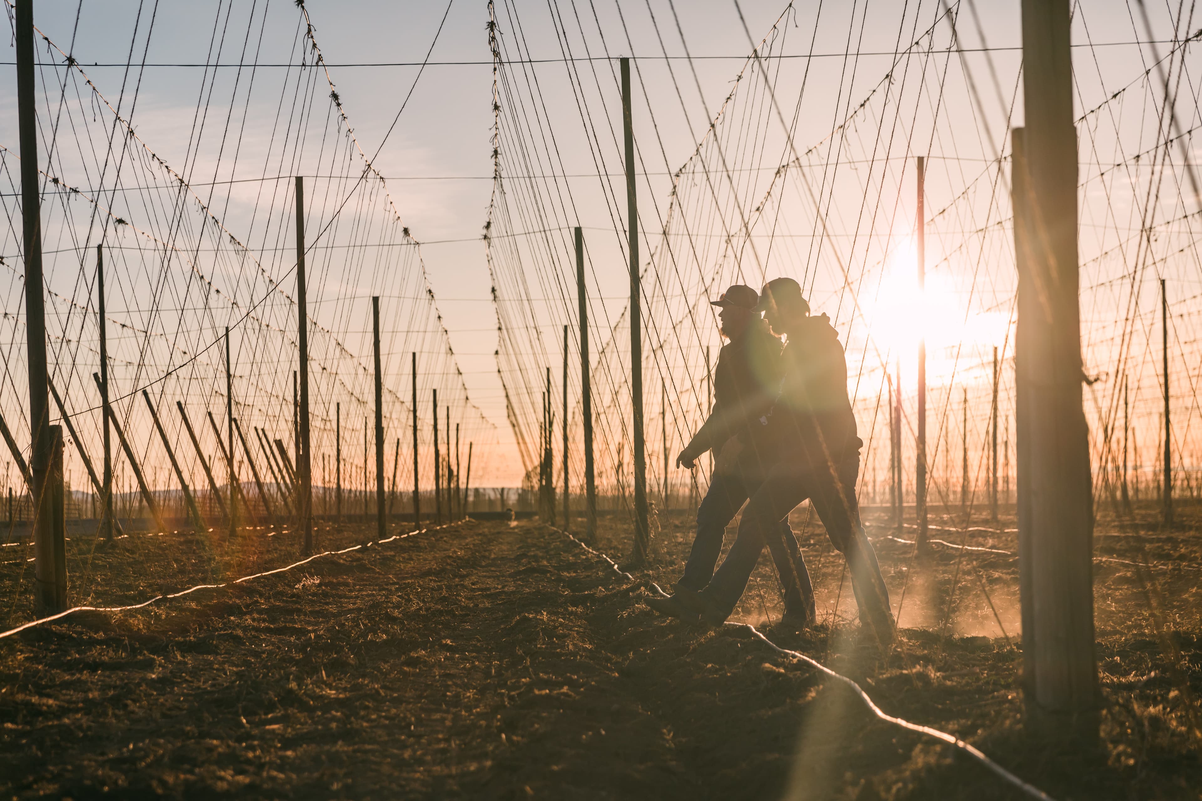 Two farmers walk through an empty hop field during sunrise.