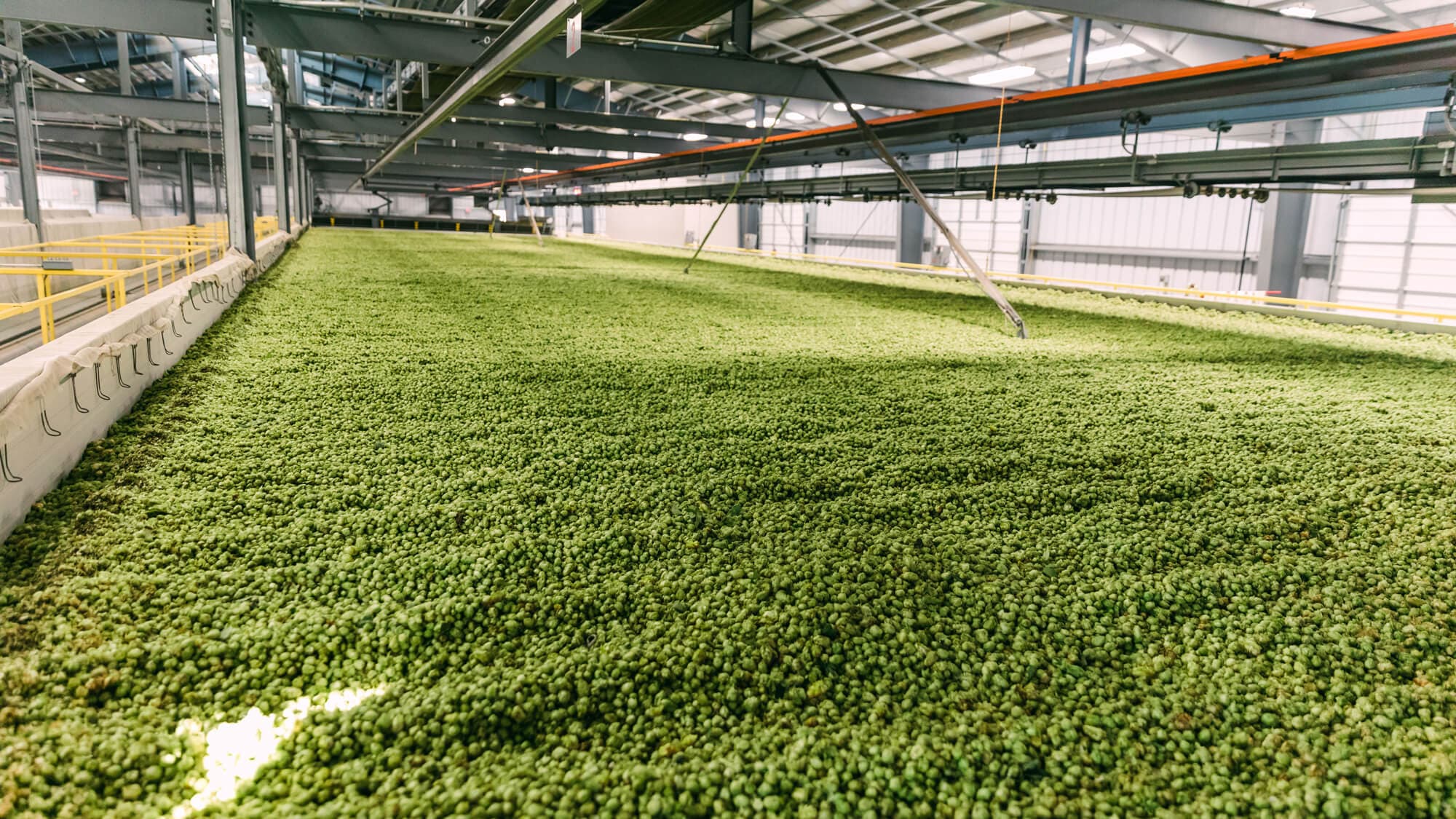 Image of a kiln full of hop cones