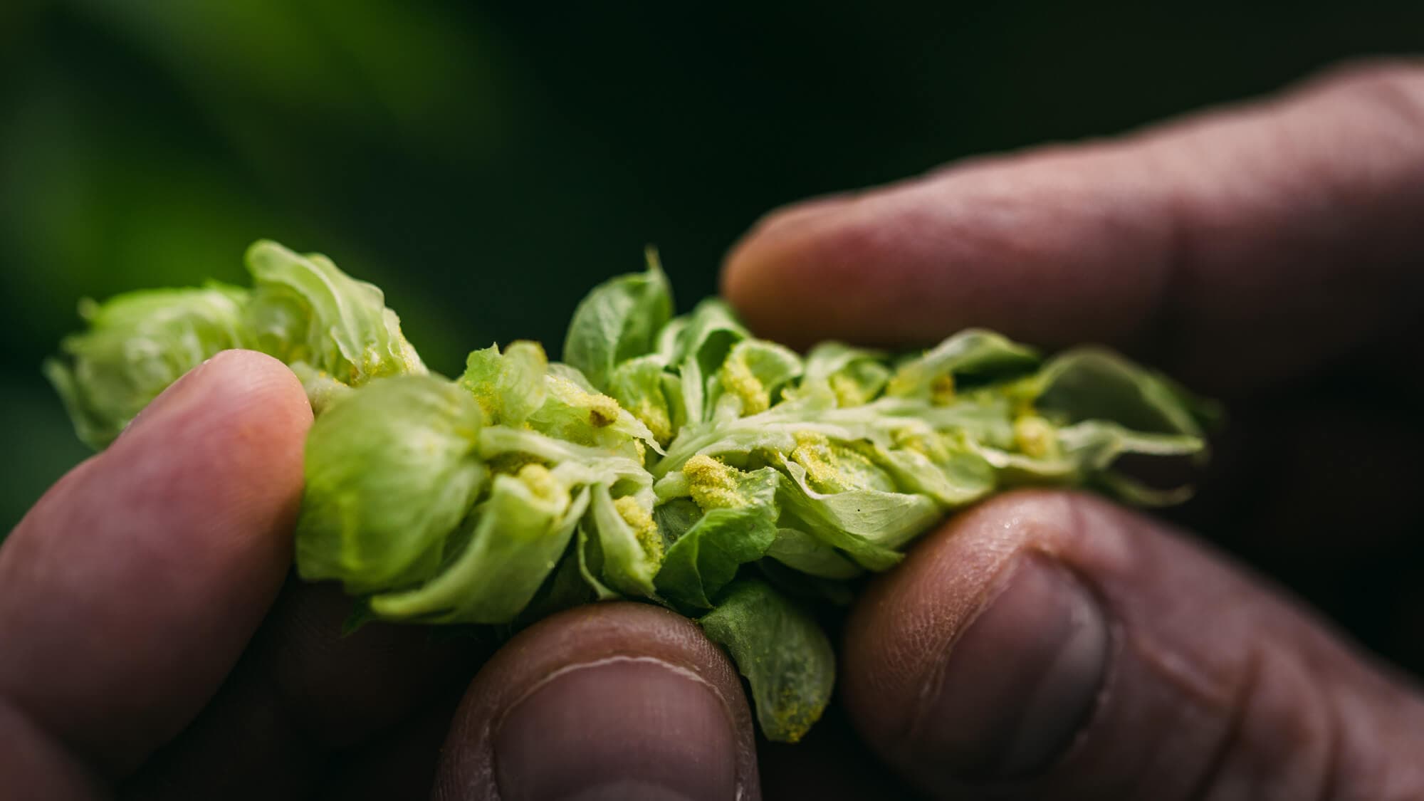 A close up of hands splitting a hop cone