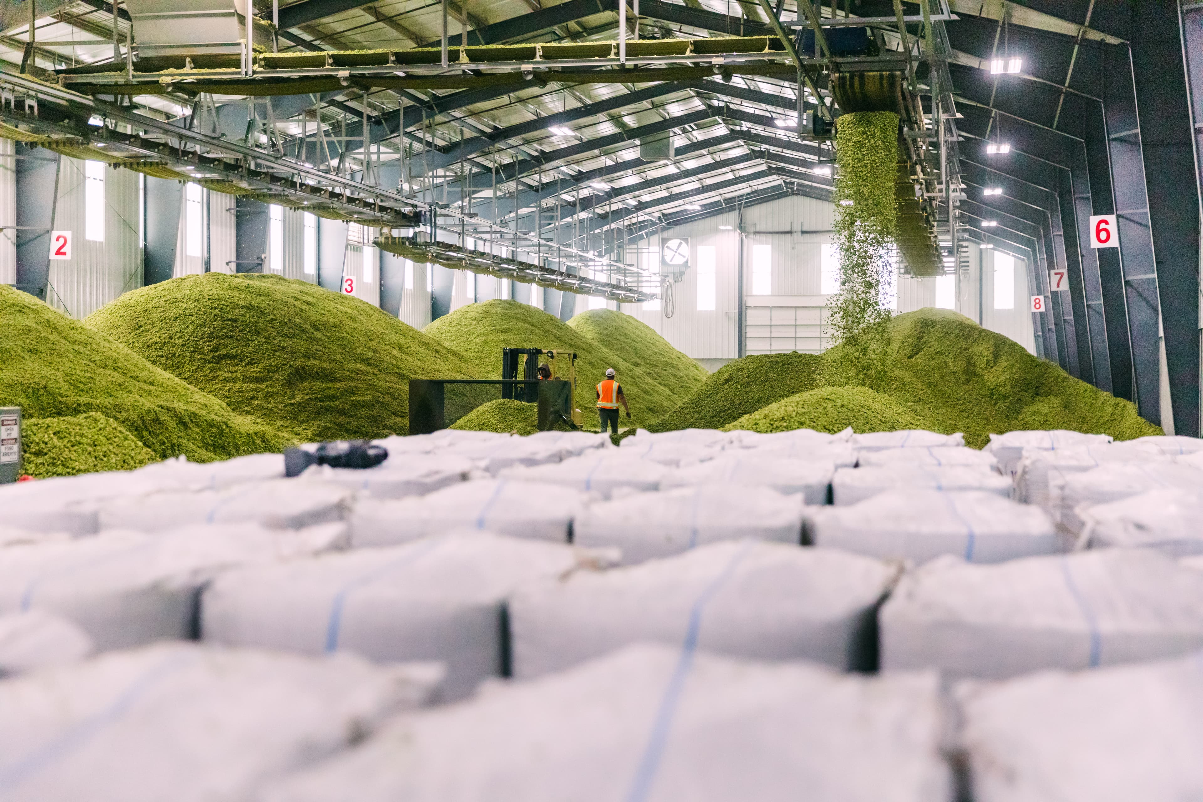 Rows of hop bales with piles of green hops in background at farm facility