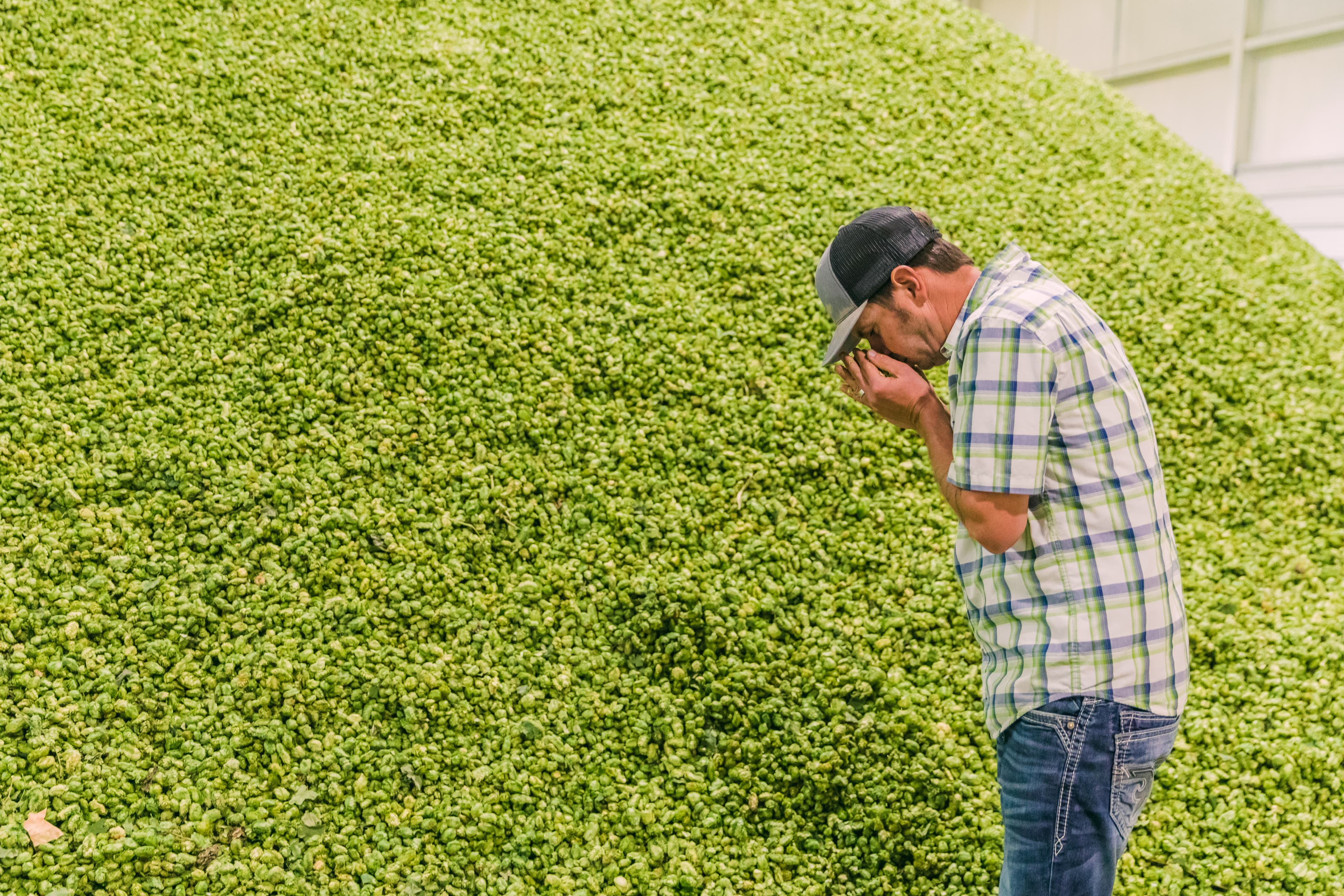 Farmer holding hop cones up to nose to smell while standing in front of large pile of green hop cones