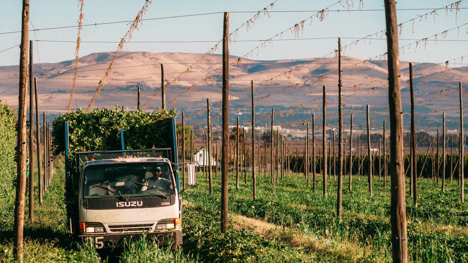 Image of hop truck filled with bines driving through empty hop field