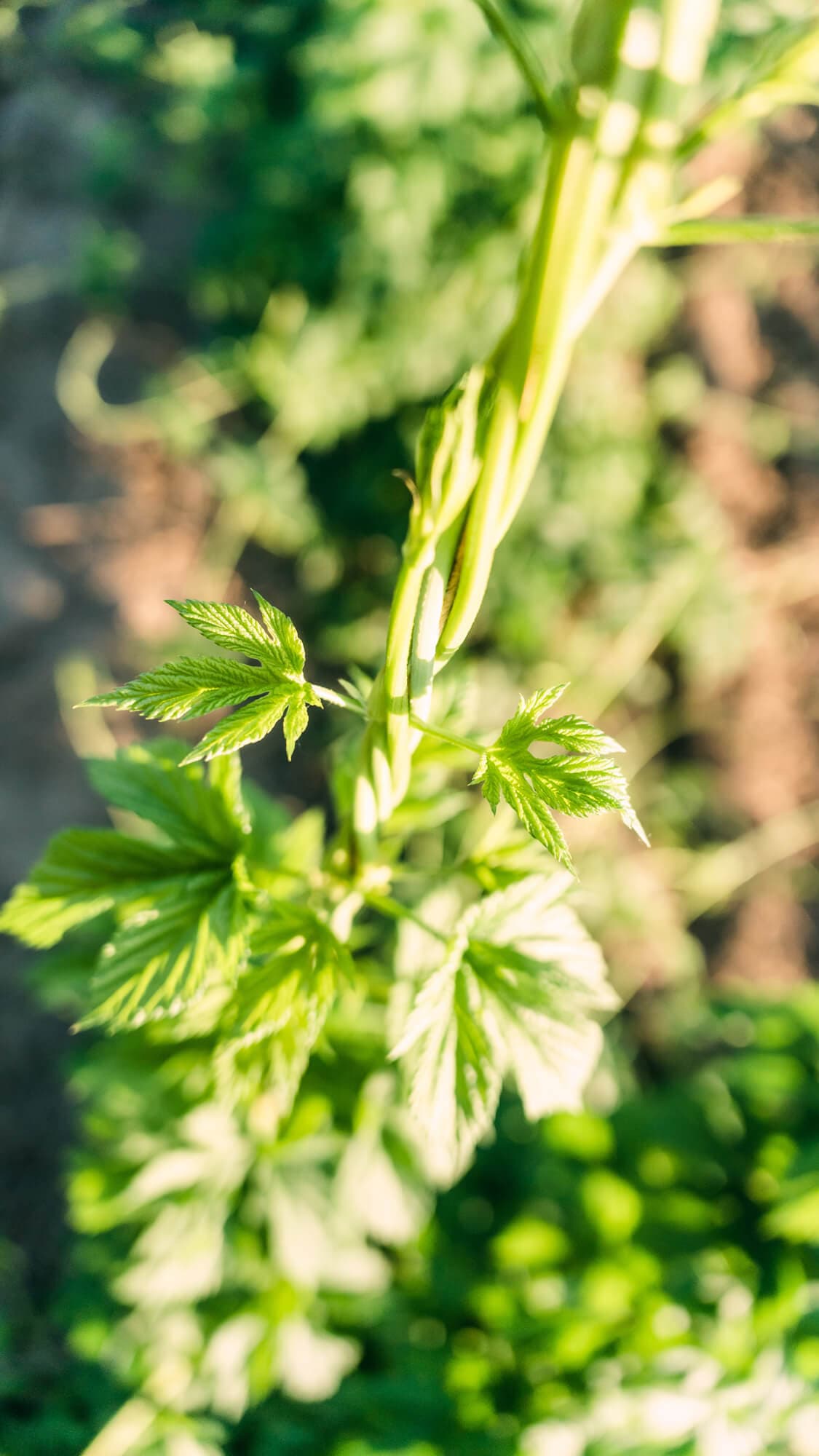 A close up image of a budding hop plant