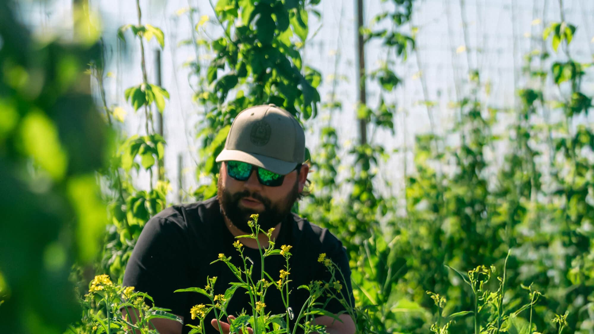 A grower inspecting cover crop in hop yard